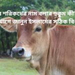 কুরবানির শরিকদের নাম বলার হুকুম কী? জবাইয়ের আগে জানুন ইসলামের সঠিক বিধান