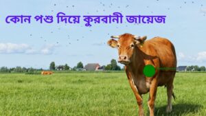 কোন পশু দিয়ে কুরবানী জায়েজ