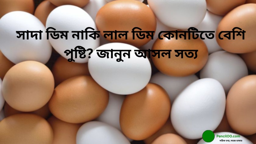 সাদা ডিম নাকি লাল ডিম কোনটিতে বেশি পুষ্টি? জানুন আসল সত্য